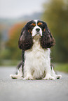 sitting Cavalier King Charles Spaniel