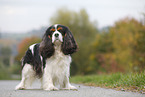 Cavalier King Charles Spaniel