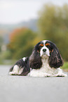 lying Cavalier King Charles Spaniel