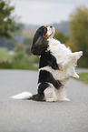 Cavalier King Charles Spaniel shows trick