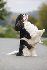 Cavalier King Charles Spaniel shows trick