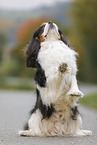 Cavalier King Charles Spaniel shows trick