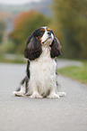 sitting Cavalier King Charles Spaniel