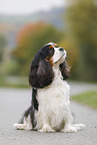 sitting Cavalier King Charles Spaniel