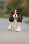 walking Cavalier King Charles Spaniel
