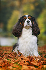 sitting Cavalier King Charles Spaniel