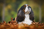 lying Cavalier King Charles Spaniel