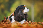 lying Cavalier King Charles Spaniel