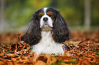lying Cavalier King Charles Spaniel