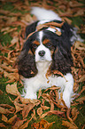 lying Cavalier King Charles Spaniel