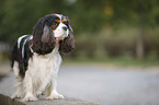 Cavalier King Charles Spaniel