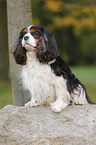 sitting Cavalier King Charles Spaniel