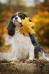 sitting Cavalier King Charles Spaniel