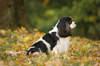 sitting Cavalier King Charles Spaniel