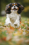 running Cavalier King Charles Spaniel