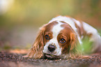 lying Cavalier King Charles Spaniel