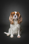 sitting Cavalier King Charles Spaniel
