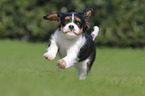 Cavalier King Charles Spaniel Puppy