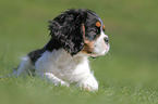 young Cavalier King Charles Spaniel