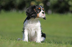 young Cavalier King Charles Spaniel