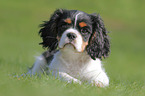 young Cavalier King Charles Spaniel