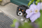 sitting Cavalier King Charles Spaniel
