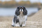 sitting Cavalier King Charles Spaniel