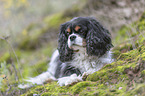 lying Cavalier King Charles Spaniel