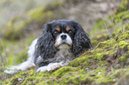lying Cavalier King Charles Spaniel