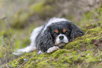 lying Cavalier King Charles Spaniel
