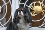 Cavalier King Charles Spaniel Portrait