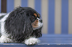 lying Cavalier King Charles Spaniel