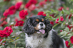Cavalier King Charles Spaniel Portrait