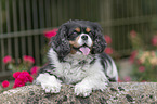 lying Cavalier King Charles Spaniel