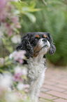 Cavalier King Charles Spaniel Portrait