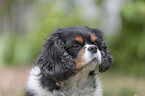 Cavalier King Charles Spaniel Portrait