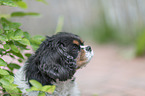 Cavalier King Charles Spaniel Portrait