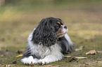 lying Cavalier King Charles Spaniel
