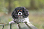 Cavalier King Charles Spaniel