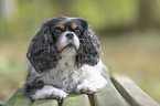 lying Cavalier King Charles Spaniel