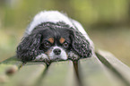 lying Cavalier King Charles Spaniel