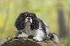 lying Cavalier King Charles Spaniel