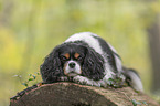 lying Cavalier King Charles Spaniel