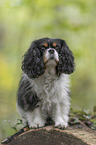 sitting Cavalier King Charles Spaniel