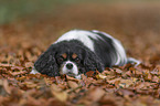 lying Cavalier King Charles Spaniel