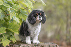 sitting Cavalier King Charles Spaniel