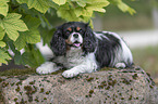 lying Cavalier King Charles Spaniel
