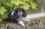 lying Cavalier King Charles Spaniel