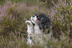 Cavalier King Charles Spaniel gives paw