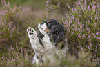 Cavalier King Charles Spaniel gives paw